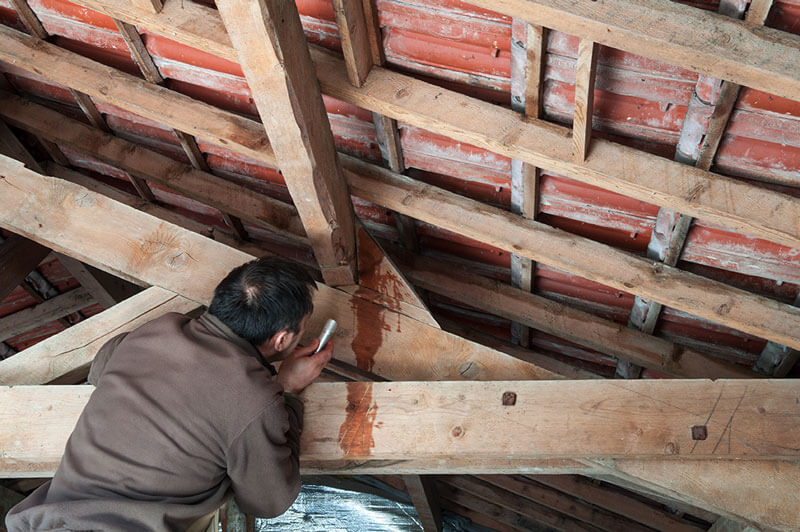 Goteras Pasos A Seguir Para Su Eliminaci N Vivienda Saludable